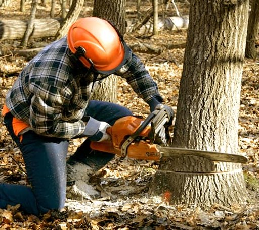 Tree Removal in Duff, TN